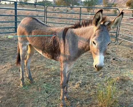 Burro On the Mend Following Latest Projectile Strike on Wild Burros in California