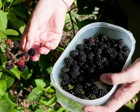 Seeking: Delicious Bakes to Make Use Of a Surplus of Homemade Jam