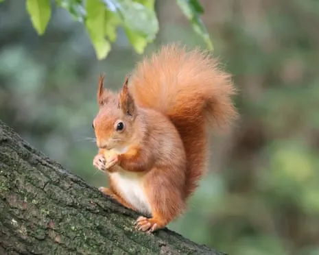 Native Red Squirrels Flourishing on the Island with Opportunity to Nearly Double, Study Shows