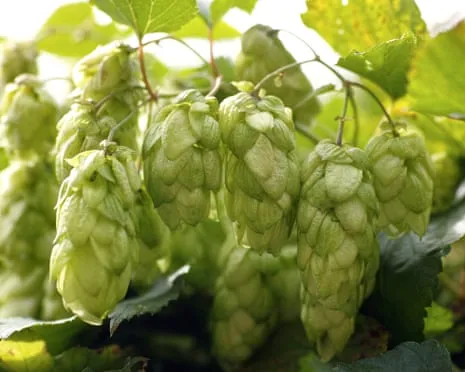 Build Your Own Hops Haven: Growing Hops Turns Out Easy and Rewarding