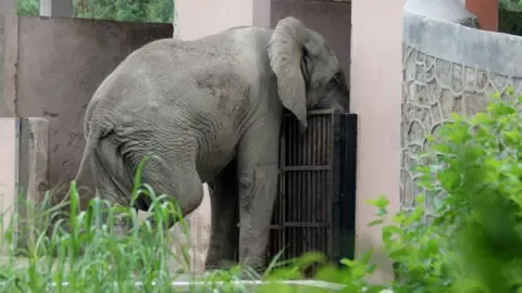 The Solitary Life and Passing of India’s Capital’s Lone Elephant from Africa