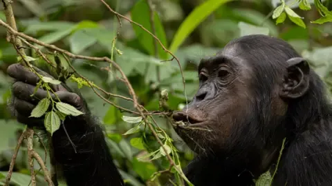 Chimpanzees Ingesting an Amount Equal of a Beer Per Day from Fermented Fruit, Investigation Reveals