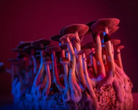 On Drugs by the Author: An Intellectual Journey into Consciousness Expanders
