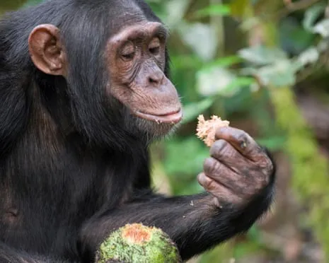 Wild Chimps Drink Daily Ethanol Comparable to a Lager from Ripe Figs