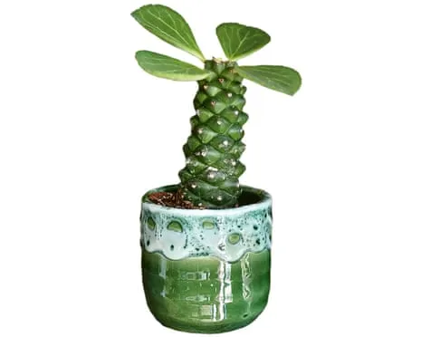 Will My Euphorbia Ritchiei Ever Grow Leaves Back?