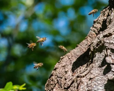 How Protecting Honeybees Could Negatively Affect Wild Pollinators