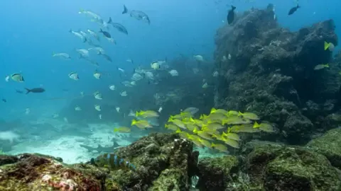 Crucial Oceans Agreement Hits Critical Benchmark to Take Effect