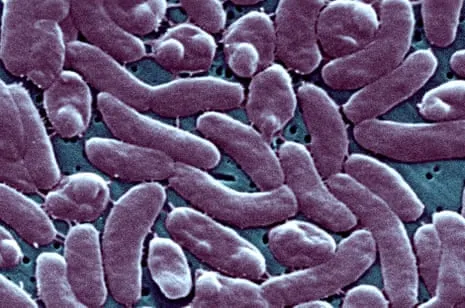 Louisiana Records 5 Deaths from Flesh-Eating Bacteria in Gulf Waters