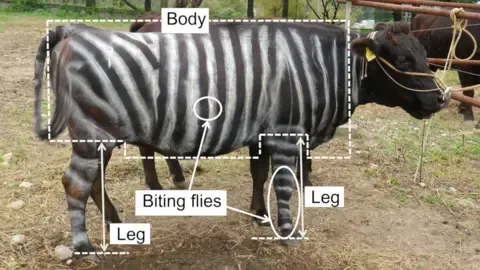 Zebra Cows and Non-Stick Cuisine Claim Tongue-in-Cheek Academic Prizes