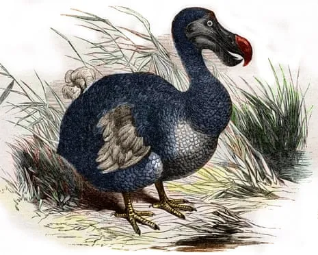 Experts Claim They Have Achieved a ‘Pivotal Step’ in Reviving the Extinct Bird for the Initial Instance in 300 Years